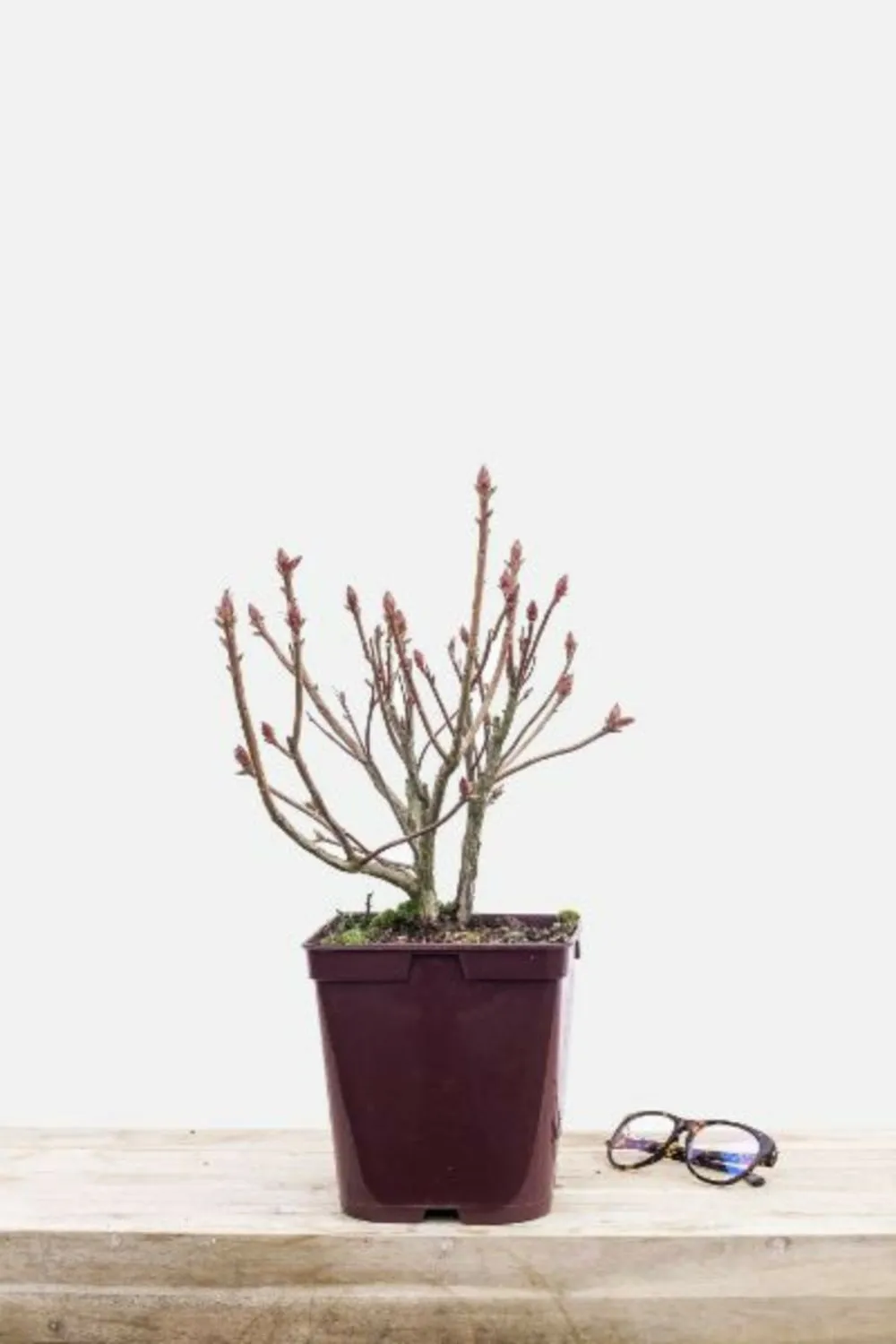 Azalée de chine 'hotspur red' - en pot de 4 litres