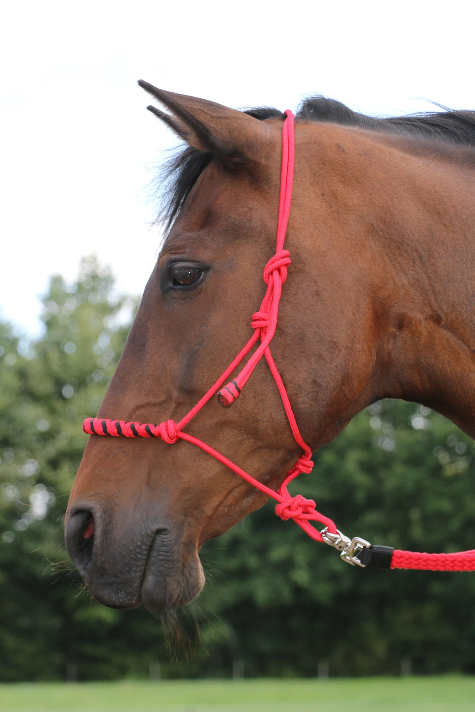 F.R.A Freedom Riding Articles FRA Jabar licole de corde 8mm (System 3) w/ Braided Noseband