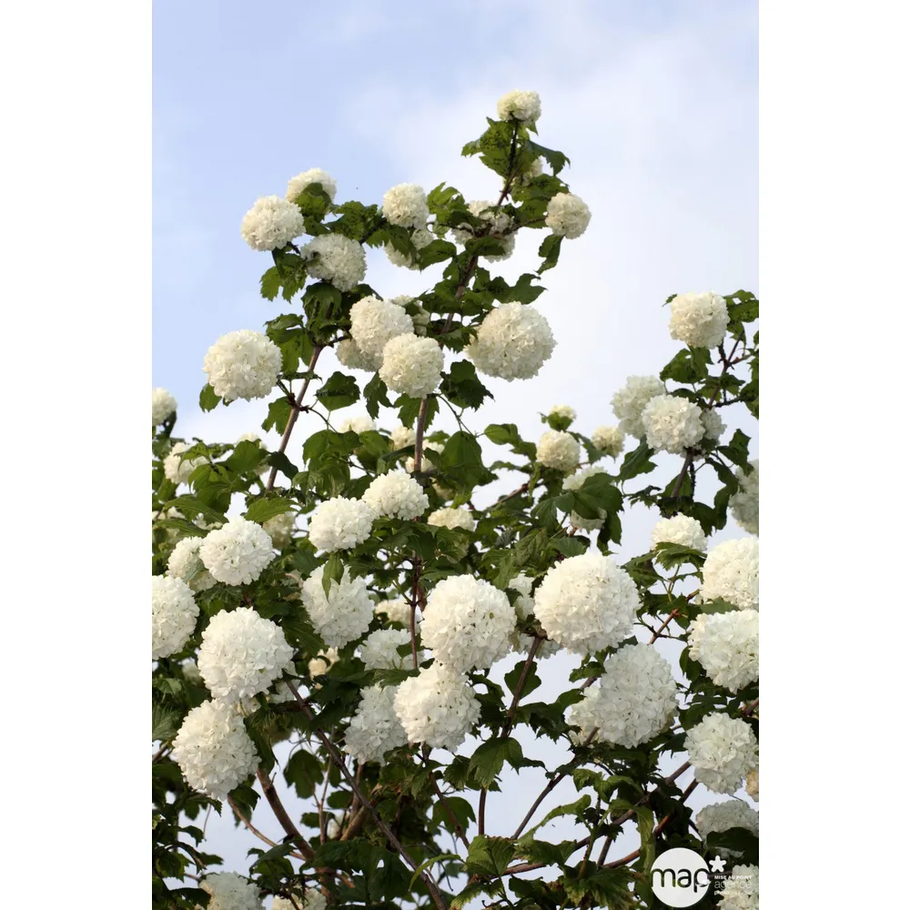 Viburnum opulus ' Roseum ' : H 60/80 cm ctr 4 litres